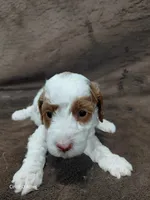 Daisy , a female Miniature Goldendoodle for sale in Wolcottville, IN – 1 of 4