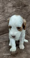 Hazel, a female Miniature Goldendoodle for sale in Wolcottville, IN – 2 of 4