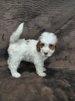 Hazel Micro/mini, a female Miniature Goldendoodle for sale in Wolcottville, IN – 3 of 7