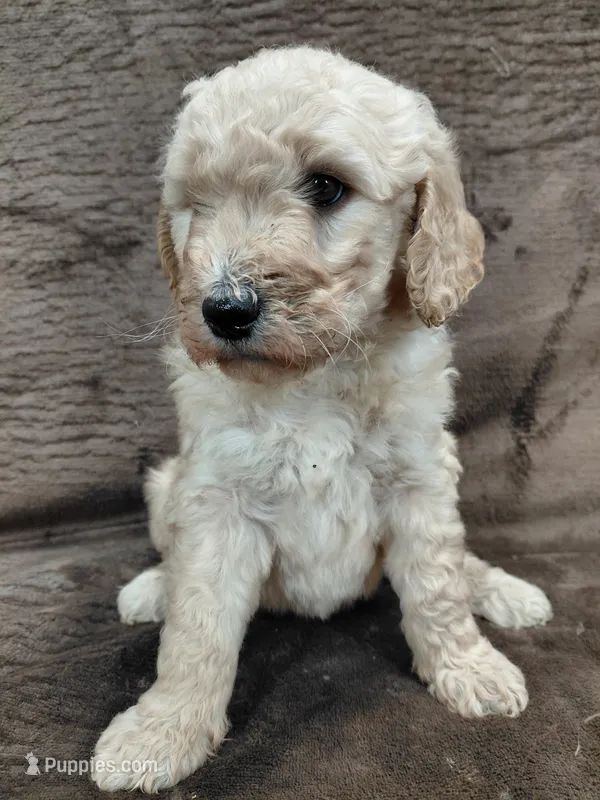 Fiona – Goldendoodle puppy for sale in Wolcottville, IN