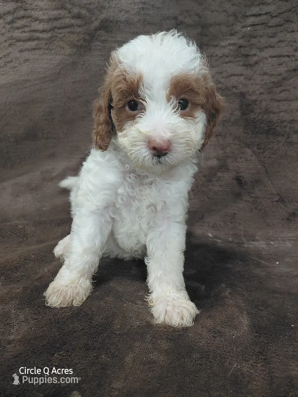 Daisy  Micro/mini – Miniature Goldendoodle puppy for sale in Wolcottville, IN