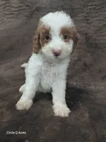 Daisy  Micro/mini, a female Miniature Goldendoodle for sale in Wolcottville, IN – 1 of 8