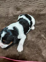 Bella, a female Miniature Bernedoodle for sale in Wolcottville, IN – Photo 4 of 6
