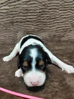 Bella, a female Miniature Bernedoodle for sale in Wolcottville, IN – Photo 1 of 6