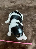 Bella, a female Miniature Bernedoodle for sale in Wolcottville, IN – Photo 3 of 6