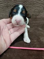 Bella, a female Miniature Bernedoodle for sale in Wolcottville, IN – Photo 6 of 6