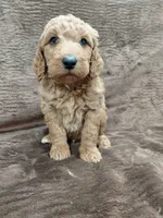 Finn, a male Goldendoodle for sale in Wolcottville, IN – 2 of 4