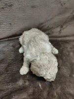 Fiona, a female Goldendoodle for sale in Wolcottville, IN – 4 of 4