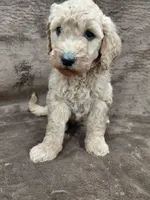 Francine, a female Goldendoodle for sale in Wolcottville, IN – 5 of 5