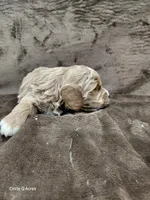 Cooper, a male Miniature Goldendoodle for sale in Wolcottville, IN – Photo 4 of 4