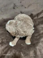 Cooper, a male Miniature Goldendoodle for sale in Wolcottville, IN – Photo 3 of 4