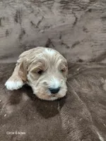 Cooper, a male Miniature Goldendoodle for sale in Wolcottville, IN – Photo 2 of 4