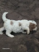 Daisy  Micro/mini, a female Miniature Goldendoodle for sale in Wolcottville, IN – 8 of 8