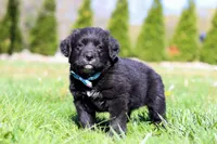 Ranger, a male Golden Mountain Dog for sale in Dundee, OH – Photo 4 of 6