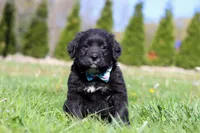 Ranger, a male Golden Mountain Dog for sale in Dundee, OH – Photo 2 of 6