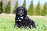 Ranger, a male Golden Mountain Dog for sale in Dundee, OH – Photo 1 of 6