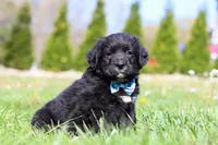 Ranger, a male Golden Mountain Dog for sale in Dundee, OH – Photo 3 of 6