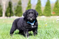 Ranger, a male Golden Mountain Dog for sale in Dundee, OH – Photo 5 of 6