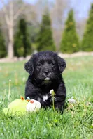 Ranger, a male Golden Mountain Dog for sale in Dundee, OH – Photo 6 of 6