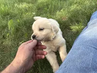 Black collar girl, a female English Cream Golden Retriever for sale in Beaver Creek, MN – 4 of 10