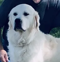 Black collar girl, a female English Cream Golden Retriever for sale in Beaver Creek, MN – 3 of 10