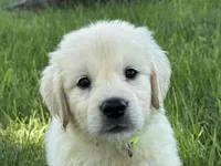 Black collar girl, a female English Cream Golden Retriever for sale in Beaver Creek, MN – 10 of 10