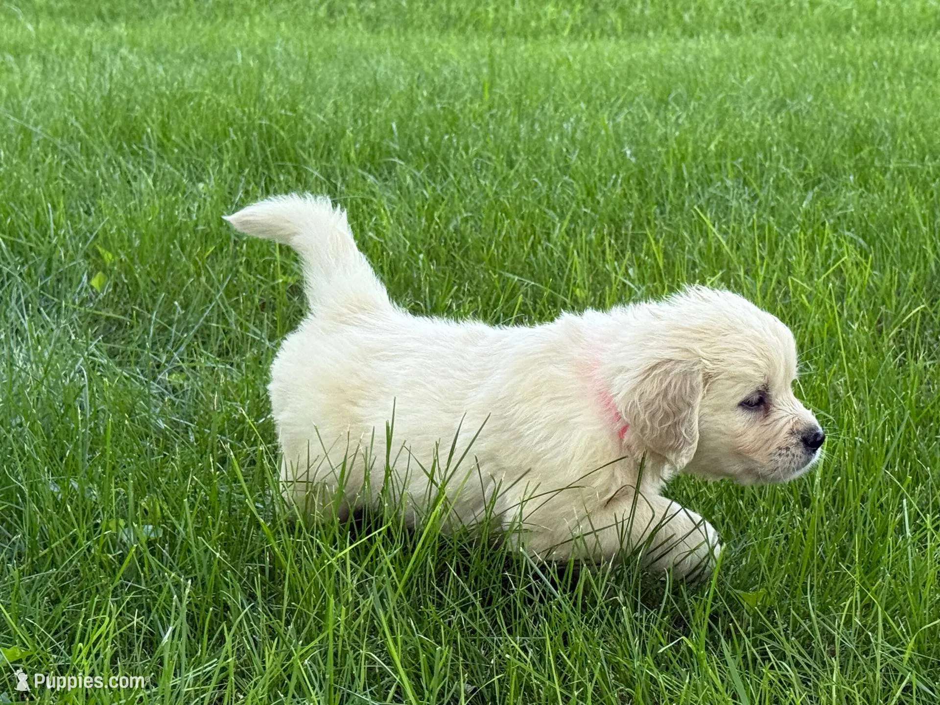 Black collar girl, a female English Cream Golden Retriever for sale in Beaver Creek, MN – 8 of 10