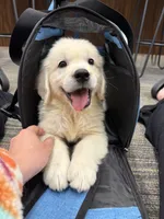 Black collar girl, a female English Cream Golden Retriever for sale in Beaver Creek, MN – 9 of 10