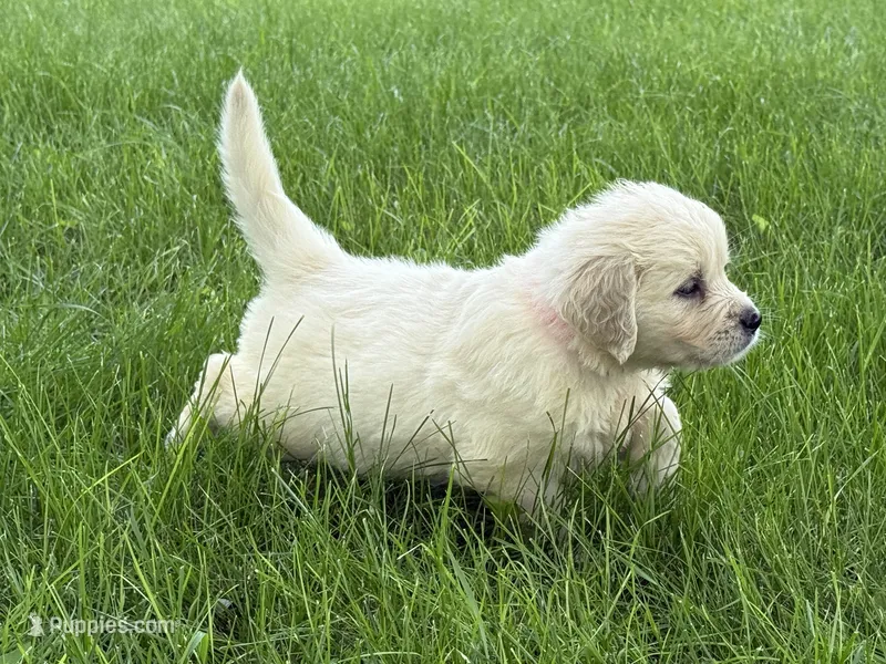 Black collar girl – English Cream Golden Retriever puppy for sale in Beaver Creek, MN