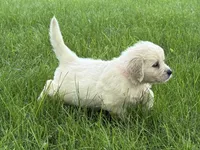 Black collar girl, a female English Cream Golden Retriever for sale in Beaver Creek, MN – 1 of 10