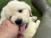 Black collar girl, a female English Cream Golden Retriever for sale in Beaver Creek, MN – 7 of 10