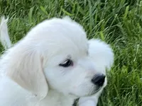 Black collar girl, a female English Cream Golden Retriever for sale in Beaver Creek, MN – 6 of 10