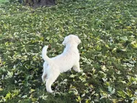 Winnie, a female English Cream Golden Retriever for sale in Beaver Creek, MN – 2 of 2