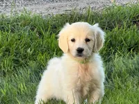 Black collar girl, a female English Cream Golden Retriever for sale in Beaver Creek, MN – 5 of 10