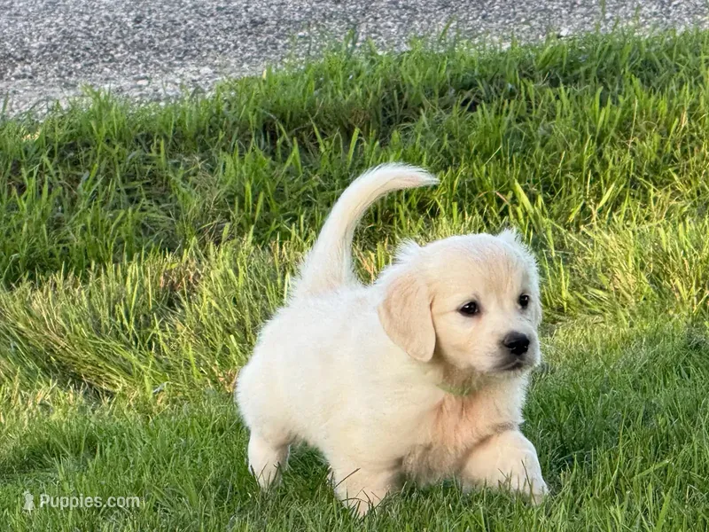 Birdie – English Cream Golden Retriever puppy for sale in Beaver Creek, MN