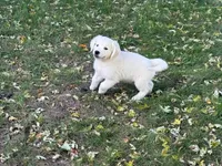 Birdie, a female English Cream Golden Retriever for sale in Beaver Creek, MN – 2 of 2