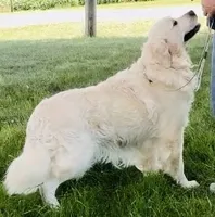 Black collar girl, a female English Cream Golden Retriever for sale in Beaver Creek, MN – 2 of 10