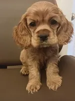 Red girl, a female Cocker Spaniel for sale in Dover, DE – 2 of 4