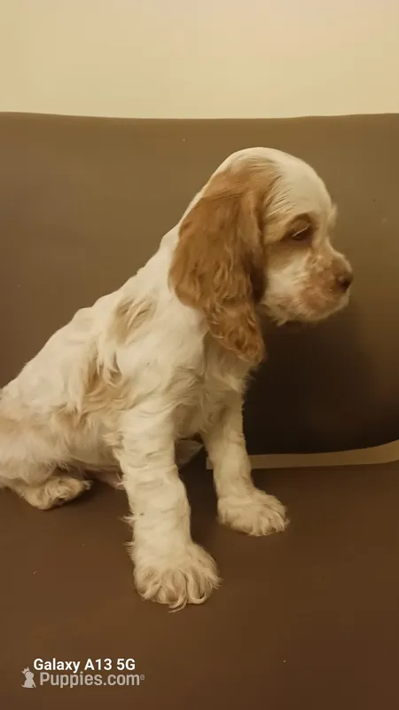 Spots, a male Cocker Spaniel for sale in Dover, DE – 1 of 3