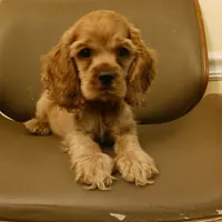Redman, a male Cocker Spaniel for sale in Dover, DE – 3 of 3