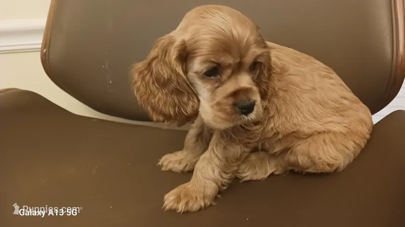 Red girl – Cocker Spaniel puppy for sale in Dover, DE
