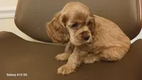 Red girl, a female Cocker Spaniel for sale in Dover, DE – 3 of 4