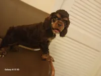 BRown girl, a female Cocker Spaniel for sale in Dover, DE – 1 of 1