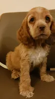 Hazel, a male Cocker Spaniel for sale in Dover, DE – 2 of 3