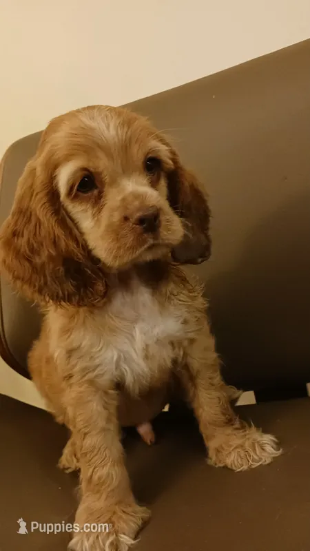 Hazel – Cocker Spaniel puppy for sale in Dover, DE