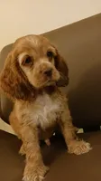 Hazel, a male Cocker Spaniel for sale in Dover, DE – 1 of 3