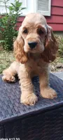 Red girl, a female Cocker Spaniel for sale in Dover, DE – 4 of 4