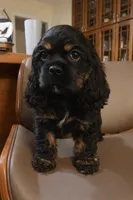 Cocker girl, a female Cocker Spaniel for sale in Dover, DE – Photo 2 of 4