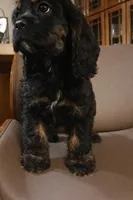 Cocker girl, a female Cocker Spaniel for sale in Dover, DE – Photo 3 of 4