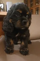 Cocker girl, a female Cocker Spaniel for sale in Dover, DE – Photo 4 of 4